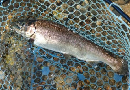 またイトウが釣れた！ ～フィシングパーク高島の泉～
